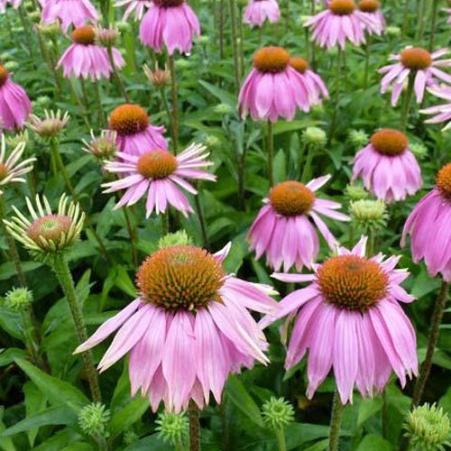 Echinacée pourpre Mistral - Echinacea purpurea mistral - Plantes