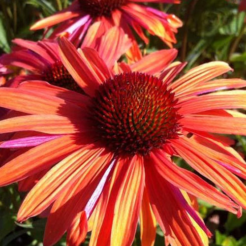 Echinacée Orange Passion - Echinacea orpass orange passion - Plantes