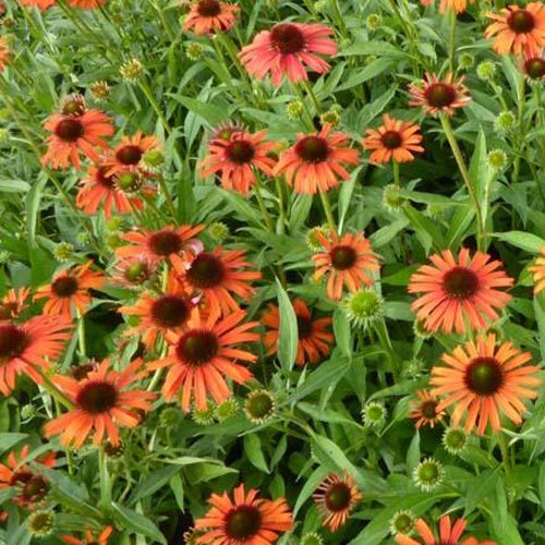 échinacea Orange Skipper - Echinacea purpurea orange skipper ( butterfly series ) - Plantes