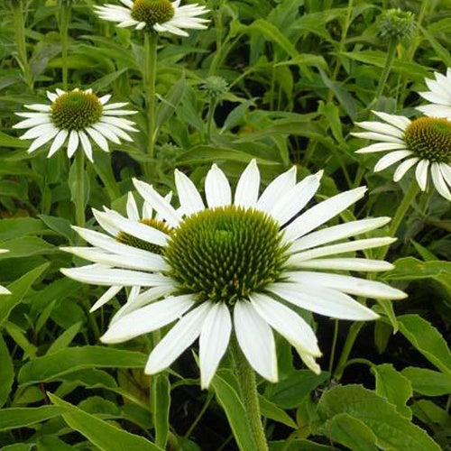 Echinacée pourpre Purity - Echinacea purpurea purity - Plantes