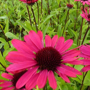 Echinacée pourpre Summer Cloud - Echinacea purpurea summer cloud - Plantes