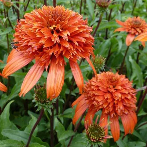 Echinacée Secret Lust - Echinacea secret lust - Plantes