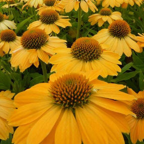 Echinacée Tweety - Echinacea tweety - Plantes