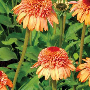 Echinacée Supreme Cantaloupe - Echinacea supreme™ cantaloupe ( supreme™ series ) - Plantes