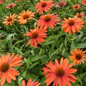 Echinacée Summer Fire - Echinacea summer fire - Plantes