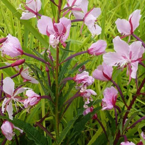 Épilobe en épis rose Stahl Rose - Epilobium angustifolium stahl rose - Plantes