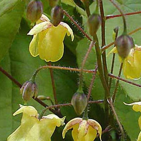 Fleur des elfes davidii - Epimedium davidii - Plantes