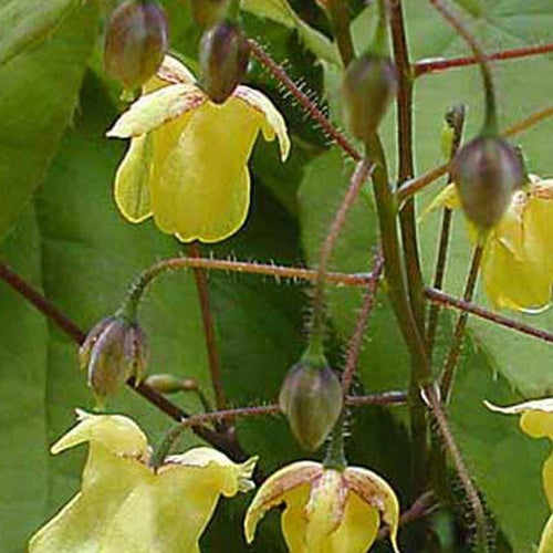 Fleur des elfes davidii - Epimedium davidii - Plantes