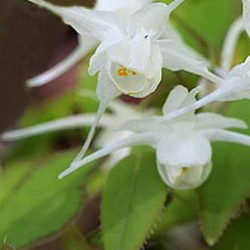 Fleur des elfes Creeping Yellow - Epimedium creeping yellow - Plantes