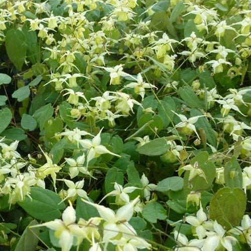 Fleur des elfes Flowers of Sulphur - Epimedium flowers of sulphur - Plantes