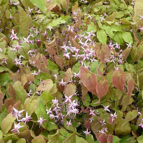 Fleur des elfes Pink Elf - Epimedium pink elf - Plantes