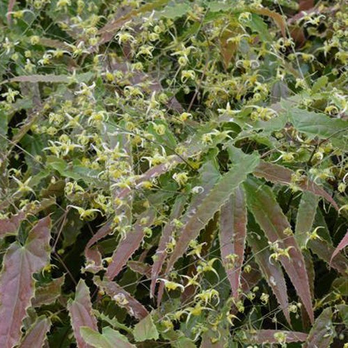 Fleur des elfes Spine Tingler - Epimedium spine tingler  sphinx twinkler - Plantes