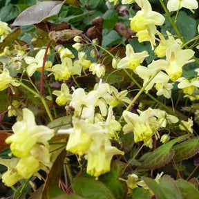 Fleur des elfes Black Sea - Epimedium pinnatum black sea - Plantes