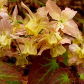 Fleur des elfes Cupreum - Epimedium x versicolor cupreum - Plantes