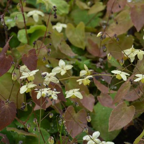 Fleur des elfes Neosulphureum - Epimedium x versicolor neosulphureum - Plantes