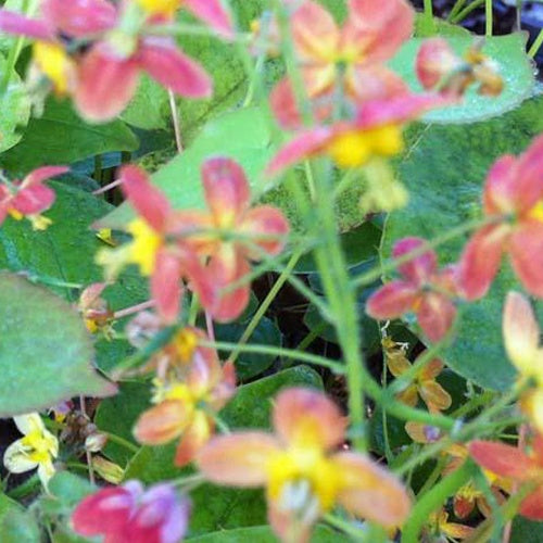 Fleur des elfes hybride warleyense - Epimedium warleyense - Plantes