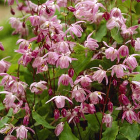 Fleur des elfes Roseum - Epimedium youngianum roseum - Plantes