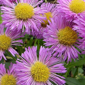 Erigeron Foersters Liebling - Erigeron foersters liebling - Plantes