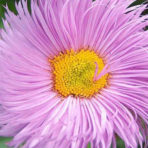 Vergerette Rosa Triumph - Erigeron rosa triumph - Plantes