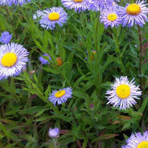 3 Vergerettes Grandiflorus - Erigeron speciosus grandiflorus - Plantes