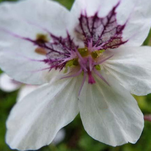 Bec-de-grue tacheté - Erodium guttatum - Plantes