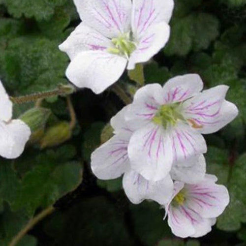 3 Erodiums reichardii Album - Erodium reichardii album - Plantes