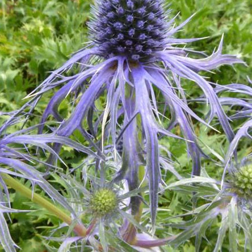 Panicaut de Bourgat Pen Blue - Eryngium bourgatii pen blue - Plantes