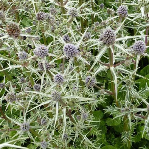 Panicaut Chardon variifolium - Eryngium variifolium - Plantes