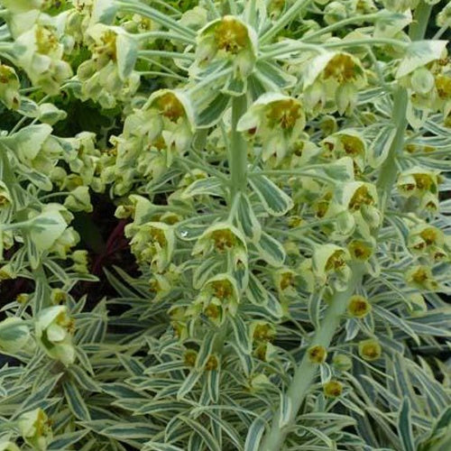 Euphorbe arbustive panachée - Euphorbia characias emmer green - Plantes