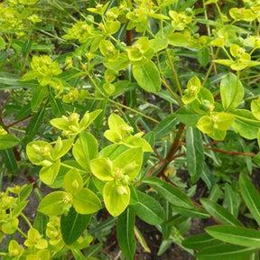 Euphorbe cornigera Goldener Turm - Euphorbia cornigera goldener turm - Plantes