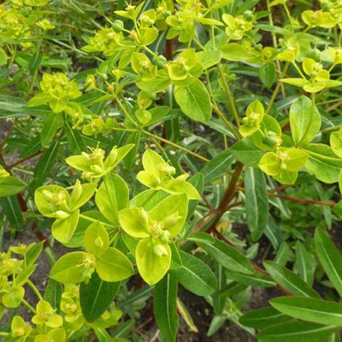 Euphorbe cornigera Goldener Turm - Euphorbia cornigera goldener turm - Plantes