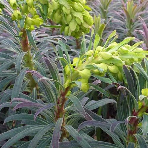 Euphorbe Purple and Gold - Euphorbia characias purple and gold - Plantes