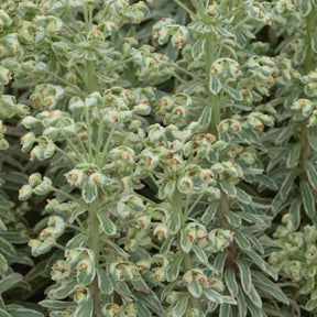 Euphorbe characias Wilcott Silver Swan - Euphorbia characias wilcott (silver swan) - Plantes