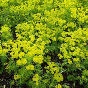 3 Euphorbes petit-cyprès - Euphorbia cyparissias - Plantes