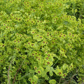 Euphorbe Copton Ash - Euphorbia copton ash - Plantes