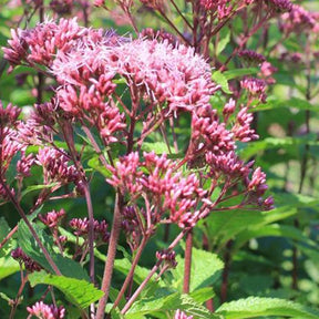 Eupatoire tachetée JS Humble - Eupatorium maculatum js humble - Plantes