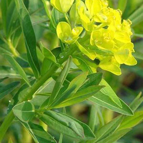 Euphorbe des marais Walenburgs Glorie - Euphorbia palustris walenburgs glorie - Plantes