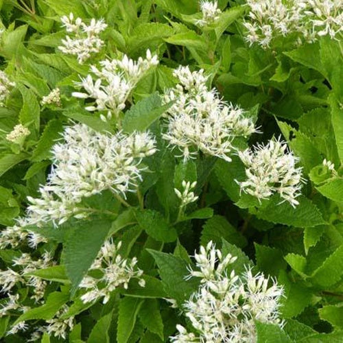 Eupatoire à feuilles molles Snowball - Eupatorium rugosum snowball - Plantes