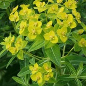 Euphorbe schillingii - Euphorbia schillingii - Plantes