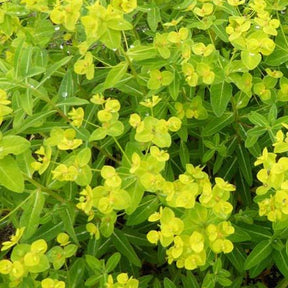 Euphorbe wallichii - Euphorbia wallichii - Plantes