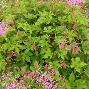 Filipendule palmée - Filipendula palmata - Plantes