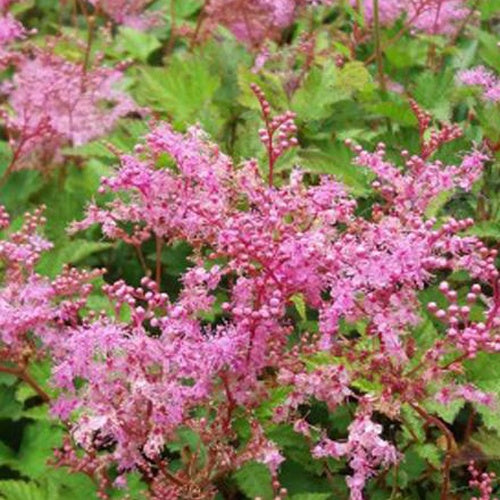 Filipendule à feuilles palmées Goteborg Reine des prés Goteborg - Filipendula palmata göteborg - Plantes