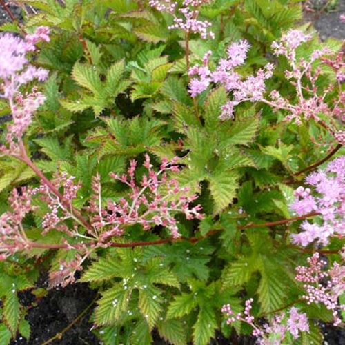 Reine des près Rosea - Filipendula ulmaria rosea - Plantes