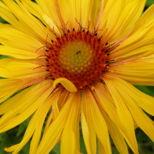 3 Gaillardes hybride à grandes fleurs Amber Wheels - Gaillardia x grandiflora amber wheels - Plantes