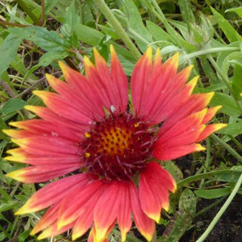 3 Gaillardes Tokayer - Gaillardia tokayer - Plantes