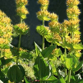 Gentiane jaune - Gentiana lutea - Plantes