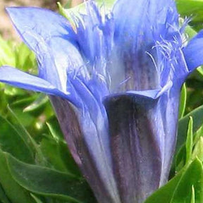 Gentiane dété - Gentiana septemfida - Plantes