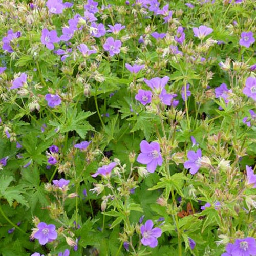 Géranium des bois Bridget Lion - Geranium sylvaticum bridget lion - Plantes