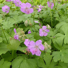 3 Géraniums vivace Karmina - Geranium cantabrigiense karmina - Plantes