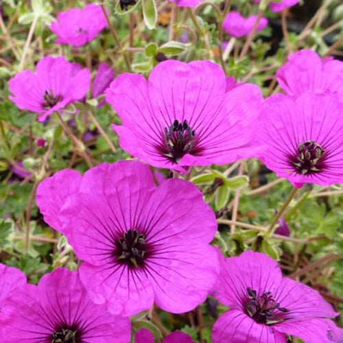 Géranium subcaulescent Geranium subcaulescens - Geranium cinereum var. subcaulescens - Plantes